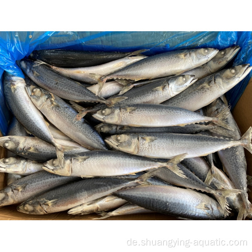 Gefrorener Makrelen-Pazifik-Makrele-Fisch mit niedrigem Preis